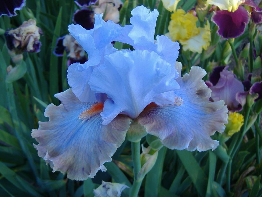 Photo of Tall Bearded Iris (Iris 'Legerdemain') uploaded by tveguy3