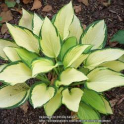 Location: My garden in Southeast Virginia, Zone 8
Date: 2013-06-09
Too much sun, this hosta tolerates sun but also reacts with color