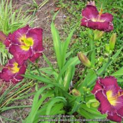 Location: My garden in Southeast Virginia, Zone 8
Date: 2013-06-10
Entire plant
