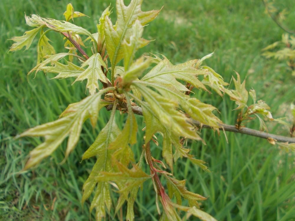 Photo of Pin Oak (Quercus palustris) uploaded by Bonehead