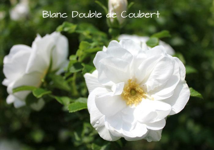 Photo of Hybrid Rugosa Rose (Rosa 'Blanc Double de Coubert') uploaded by Cottage_Rose