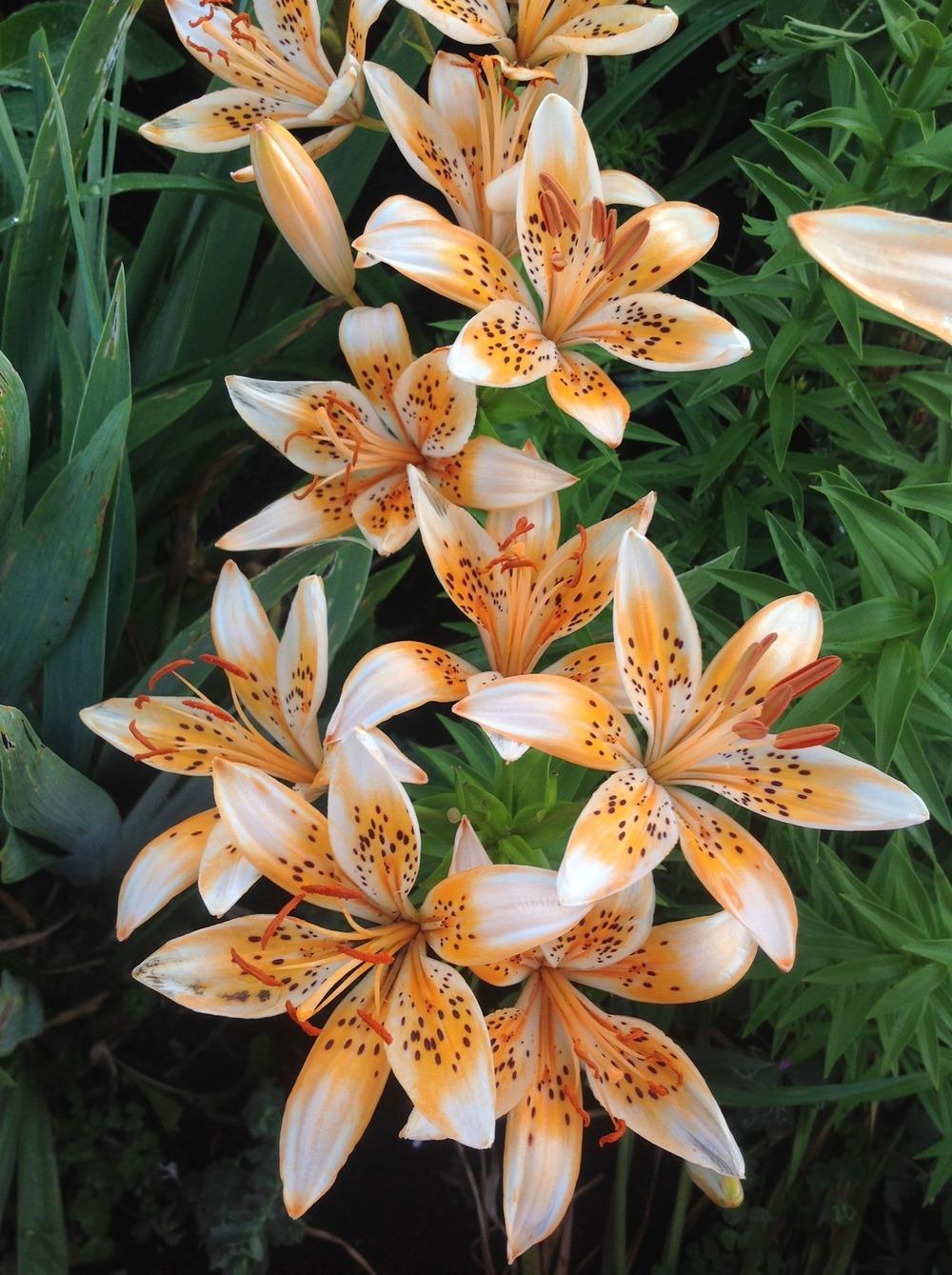 Photo of Lily (Lilium 'Orange Electric') uploaded by Lilydaydreamer