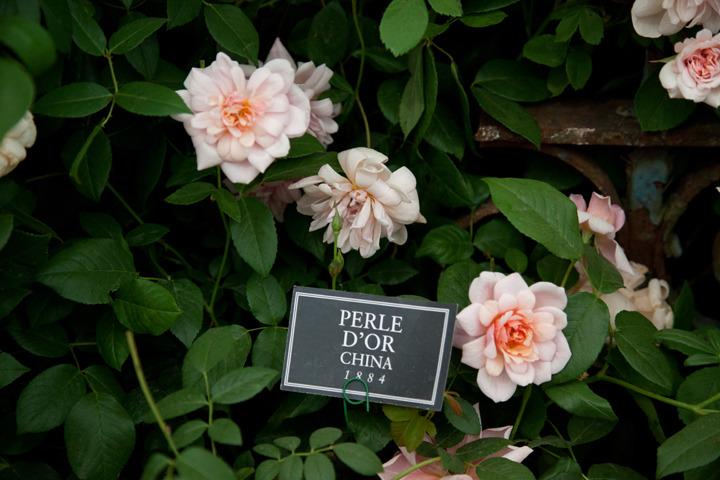 Photo of Rose (Rosa 'Perle d'Or') uploaded by Mike