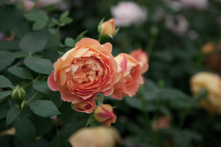 Photo of English Shrub Rose (Rosa 'Lady of Shalott') uploaded by Mike