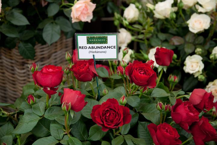 Photo of Rose (Rosa 'Red Abundance') uploaded by Mike