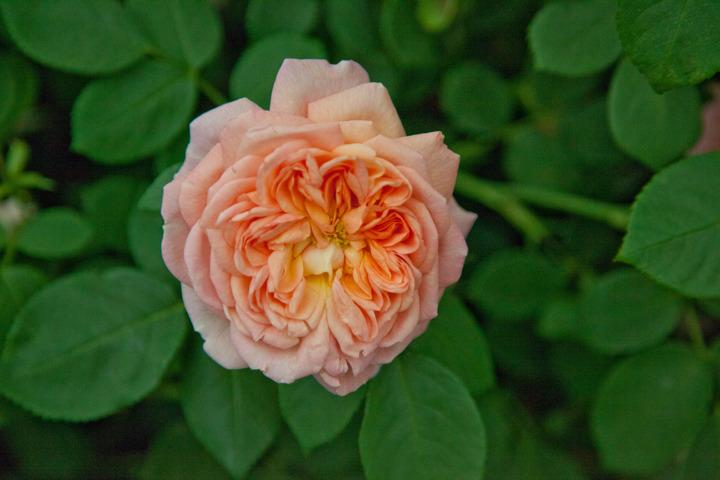 Photo of Rose (Rosa 'Alchymist') uploaded by Mike