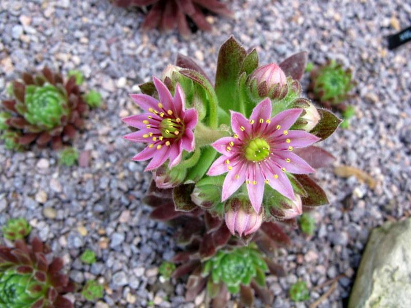 Photo of Hen and Chicks (Sempervivum 'Pax') uploaded by goldfinch4