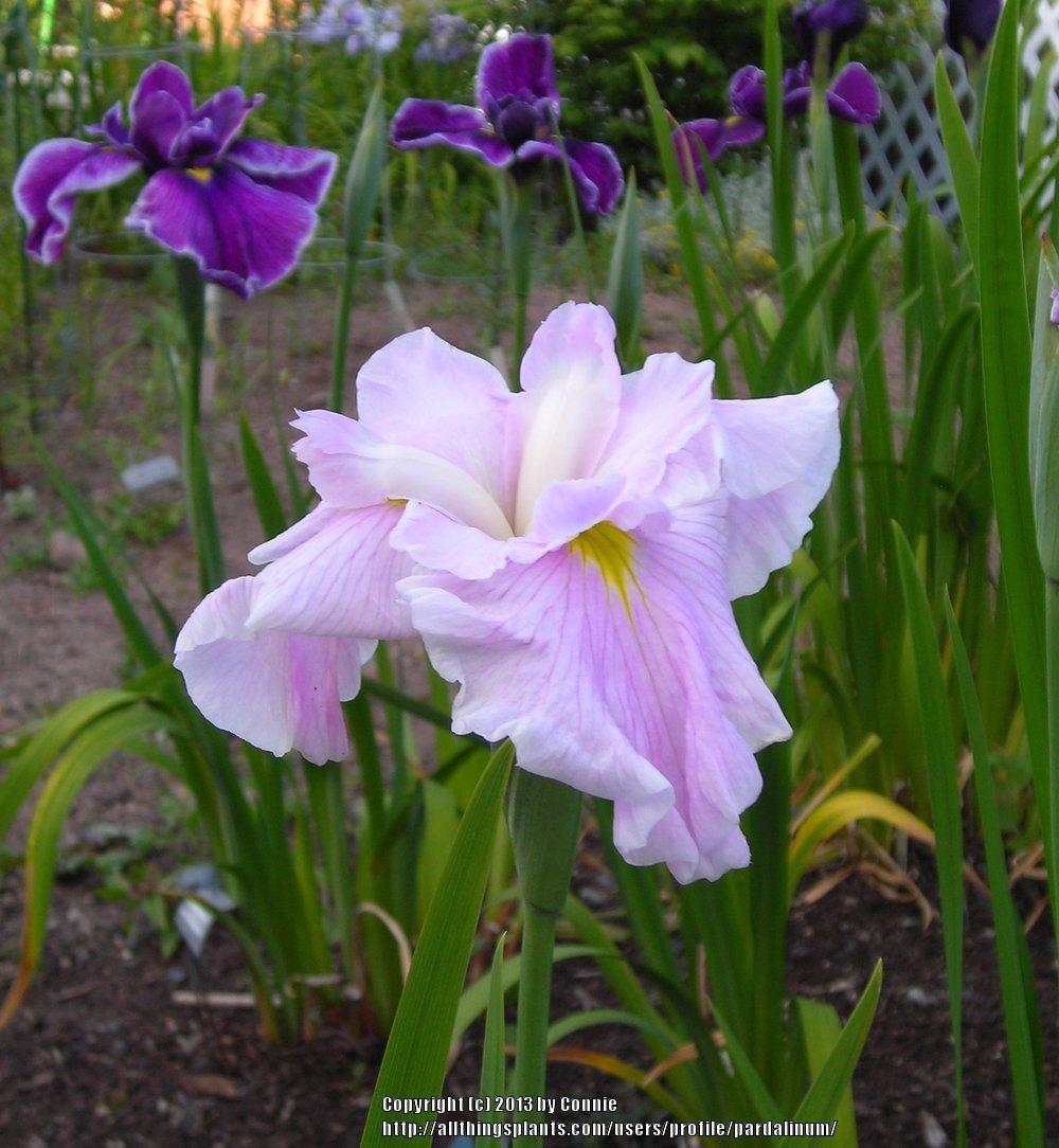 Photo of Japanese Iris (Iris ensata 'Lady in Pink') uploaded by pardalinum