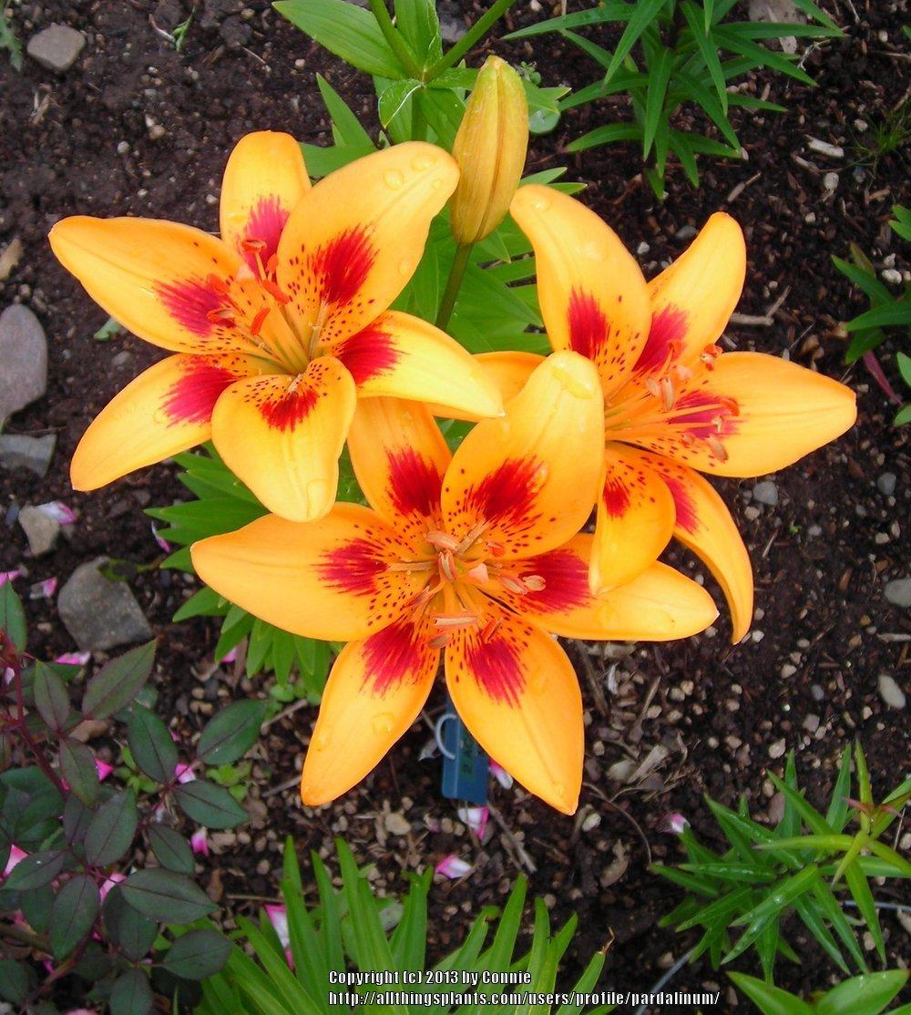 Photo of Lily (Lilium 'Accent') uploaded by pardalinum