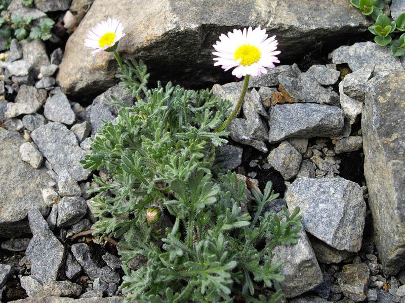 Photo of Cutleaf Daisy (Erigeron compositus) uploaded by robertduval14