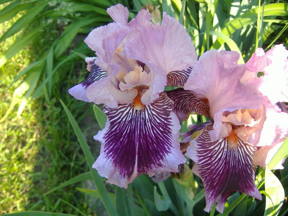 Photo of Tall Bearded Iris (Iris 'Plum Pretty Whiskers') uploaded by tveguy3