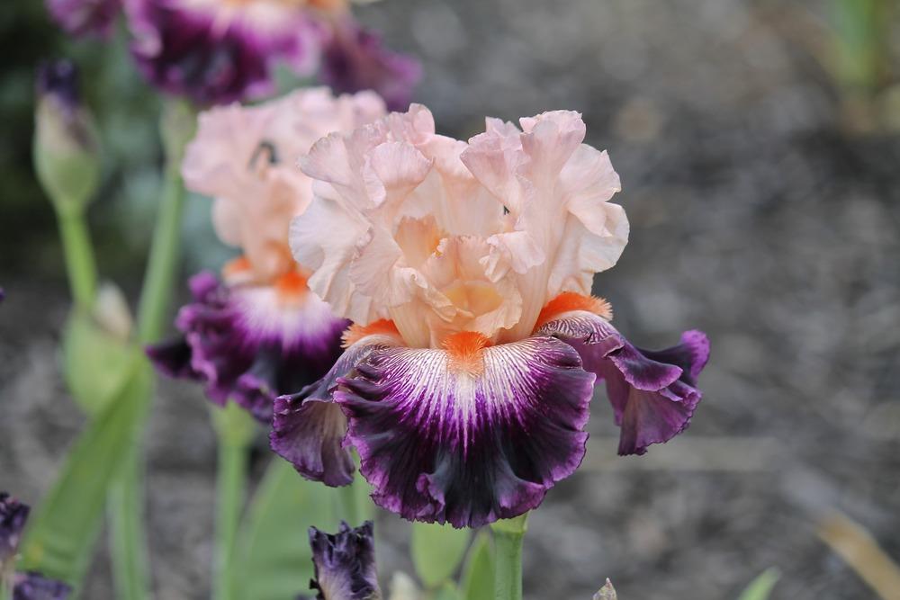 Photo of Tall Bearded Iris (Iris 'Jazz Era') uploaded by ARUBA1334