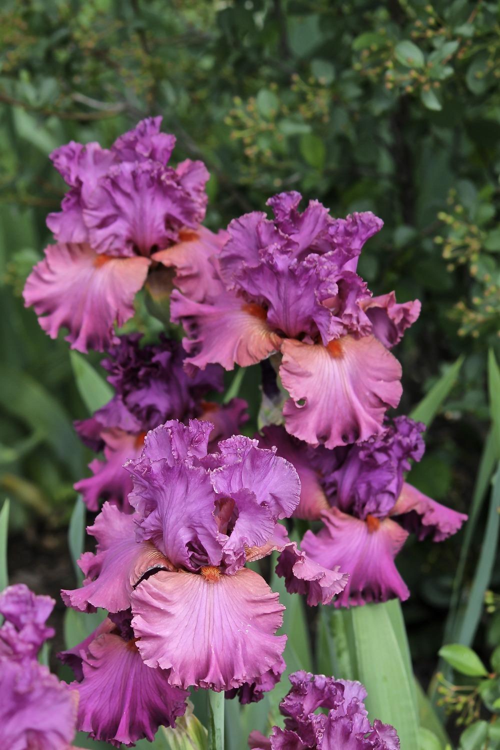 Photo of Tall Bearded Iris (Iris 'Fashionably Late') uploaded by ARUBA1334