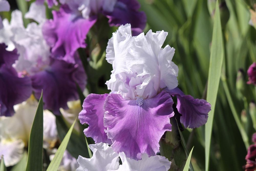 Photo of Tall Bearded Iris (Iris 'Only in Dreams') uploaded by ARUBA1334