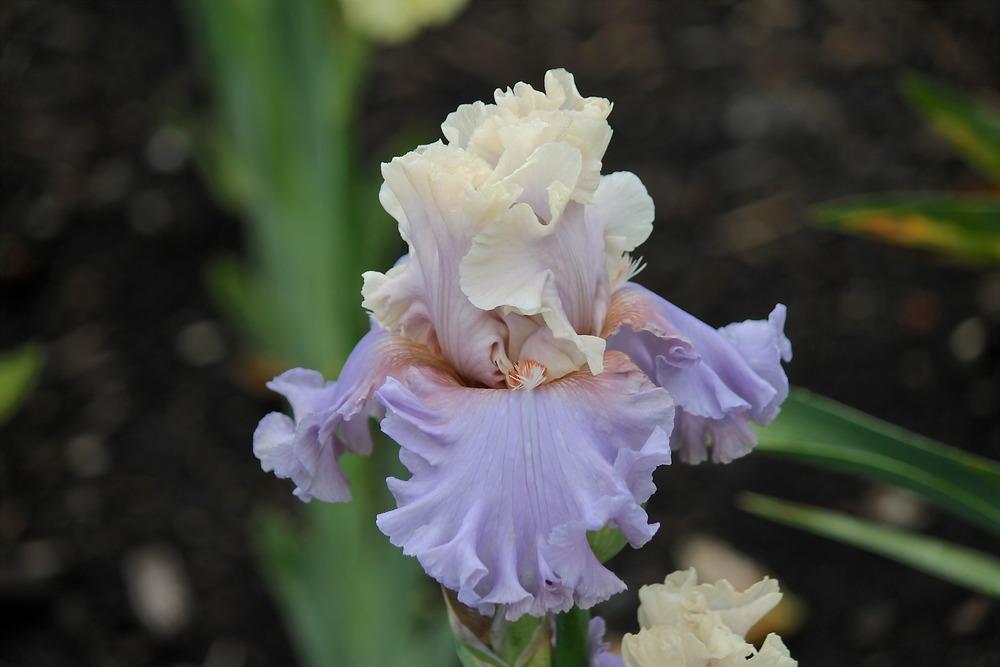 Photo of Tall Bearded Iris (Iris 'Platinum Class') uploaded by ARUBA1334