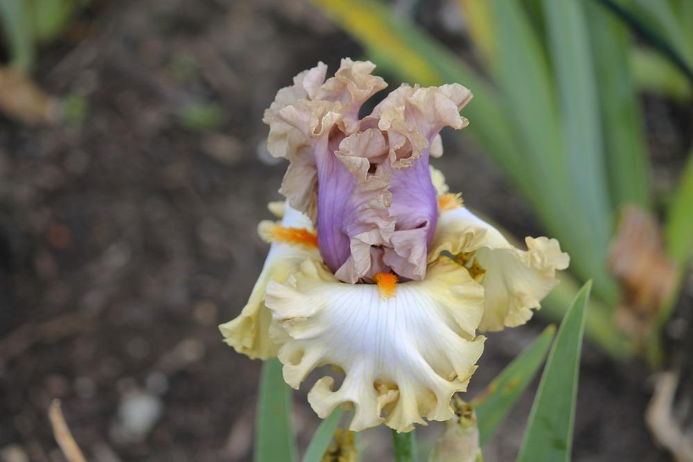 Photo of Tall Bearded Iris (Iris 'Colourable') uploaded by ARUBA1334
