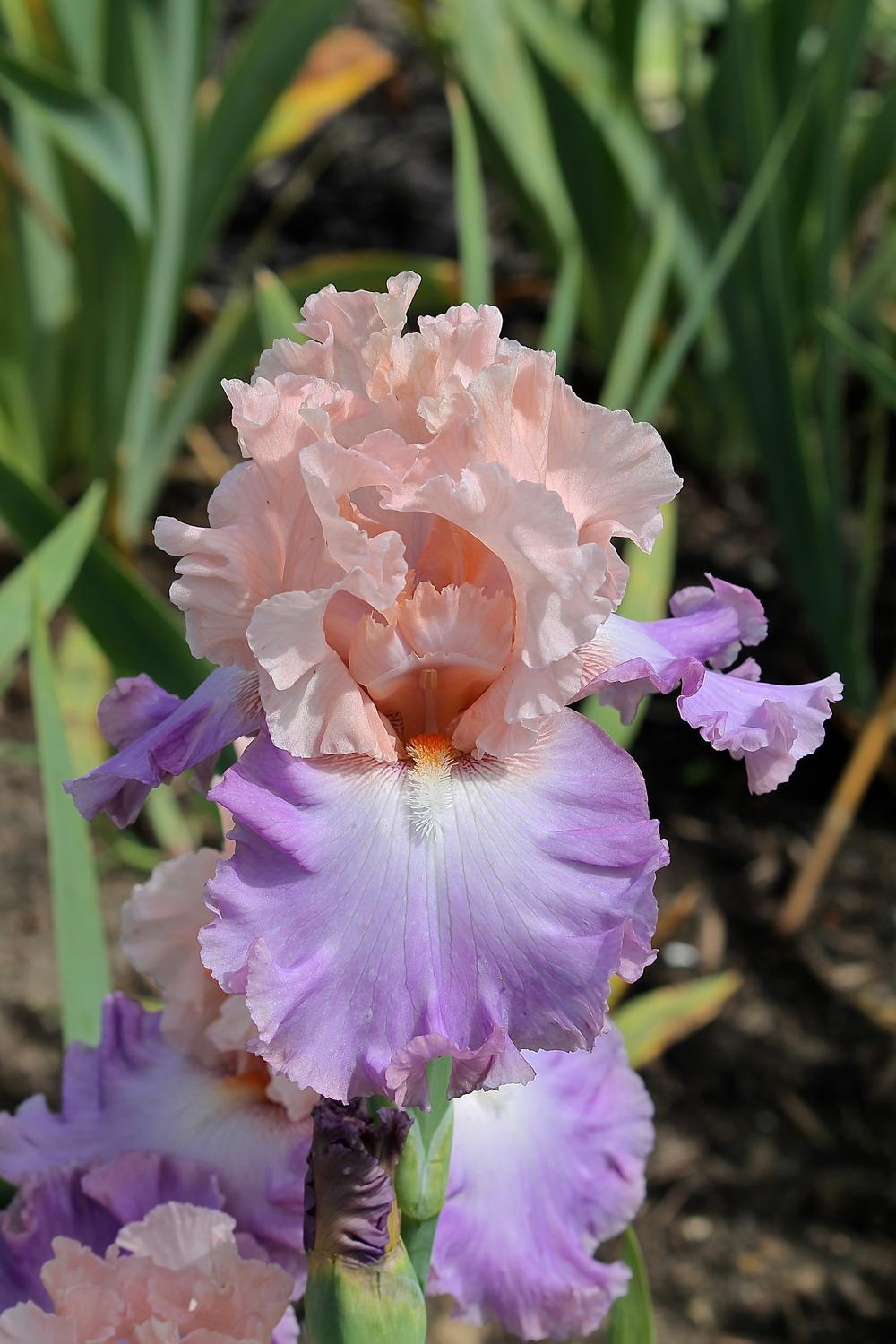 Photo of Tall Bearded Iris (Iris 'Loving You') uploaded by ARUBA1334