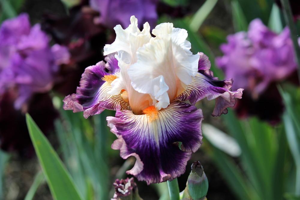 Photo of Tall Bearded Iris (Iris 'Pop Idol') uploaded by ARUBA1334