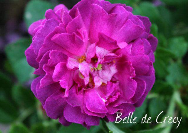 Photo of Rose (Rosa 'Belle de Crecy') uploaded by Cottage_Rose
