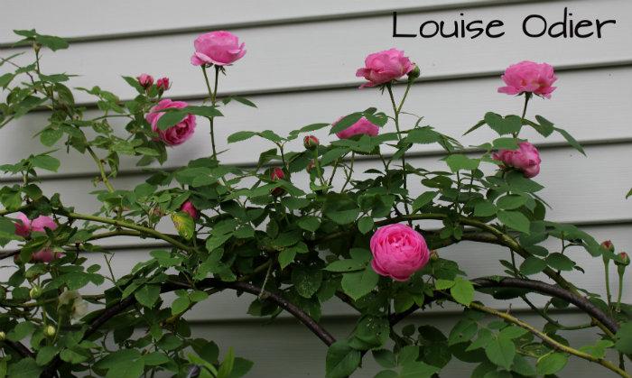 Photo of Rose (Rosa 'Louise Odier') uploaded by Cottage_Rose