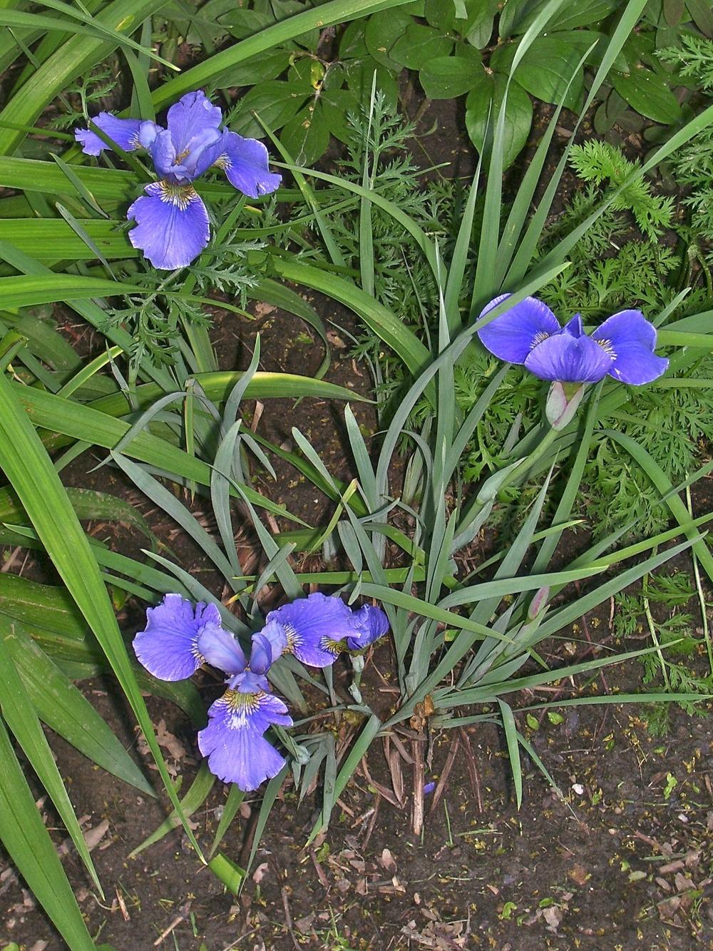 Photo of Siberian Iris (Iris 'Silver Edge') uploaded by SunnyBorders