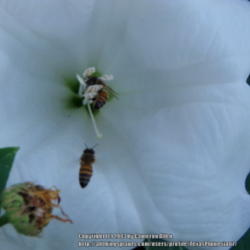 Location: Plano, TX
Date: 2013-06-12
#Pollination ~The honeybees love this plant