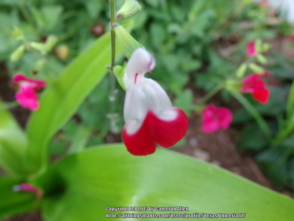 Photo of Blackcurrant Sage (Salvia microphylla 'Hot Lips') uploaded by TexasPlumeria87