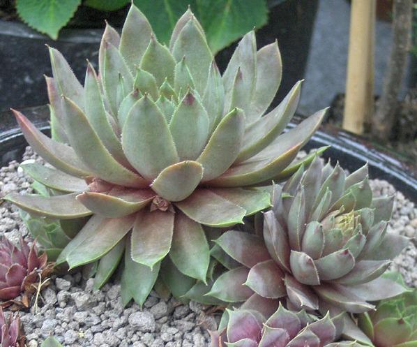 Photo of Hen and Chicks (Sempervivum 'Lilac Time') uploaded by hellenig