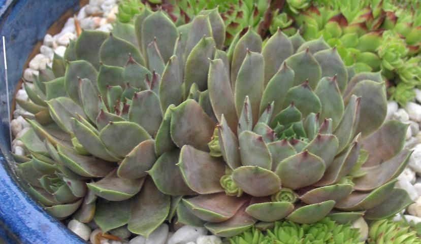 Photo of Hen and Chicks (Sempervivum 'Lilac Time') uploaded by hellenig