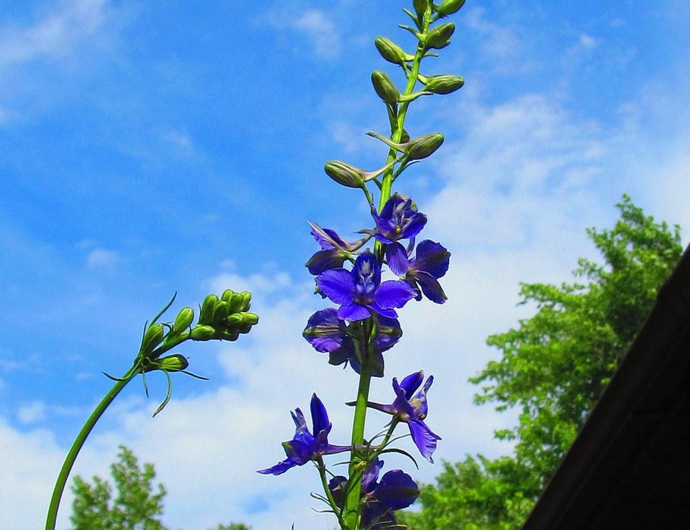 Photo of Larkspur (Consolida ajacis) uploaded by jmorth