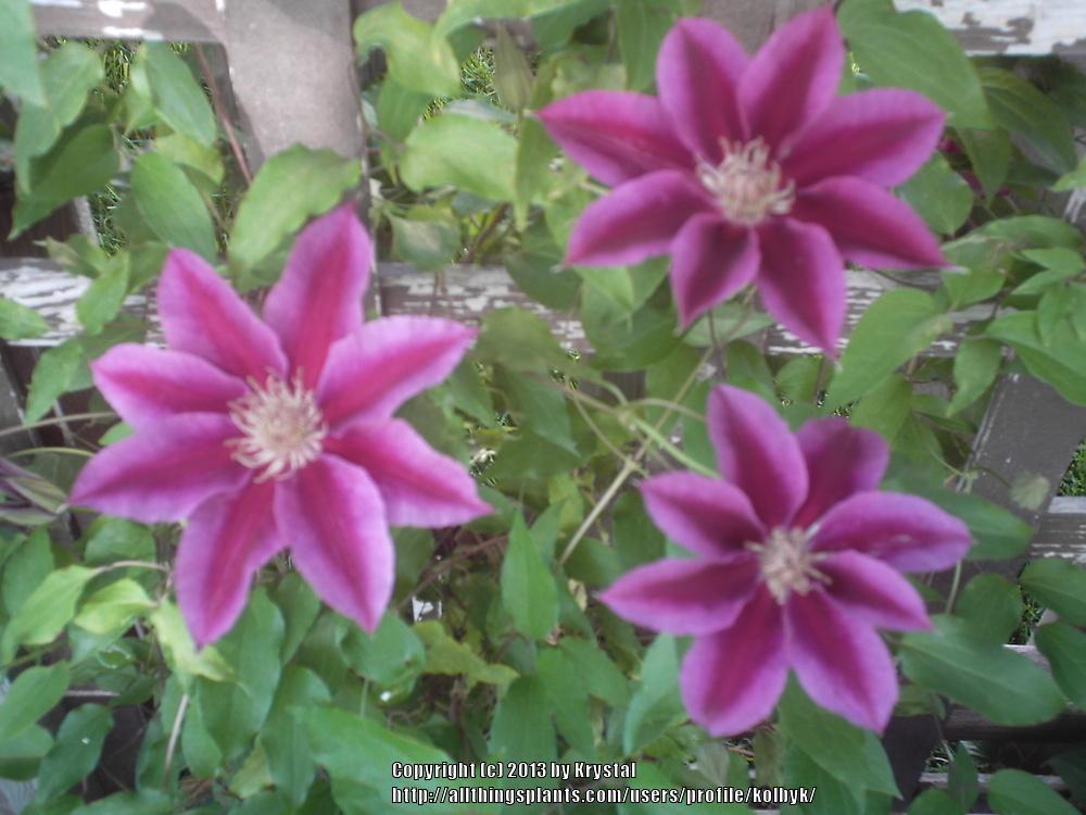 Photo of Clematis 'Kilian Donahue' uploaded by kolbyk