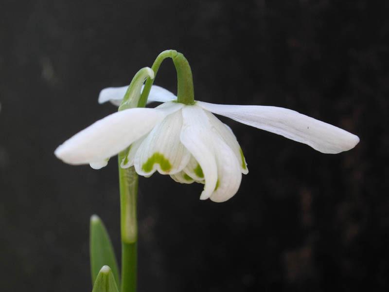Photo of Double Common Snowdrop (Galanthus nivalis 'Flore Pleno') uploaded by robertduval14