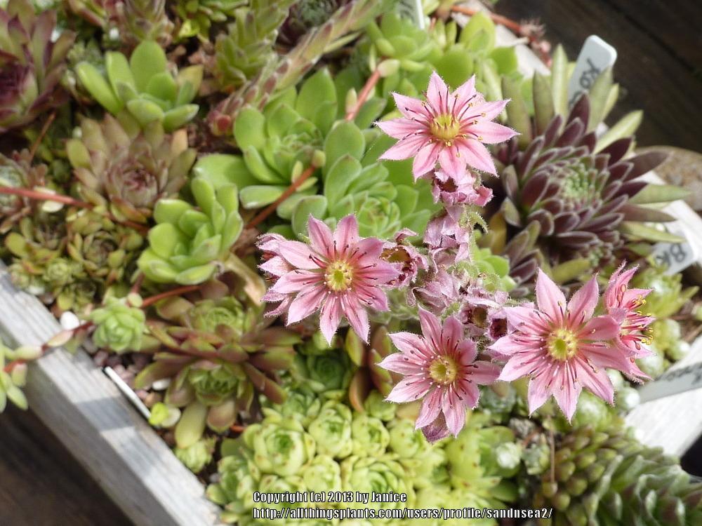 Photo of Hen and Chicks (Sempervivum 'Gay Jester') uploaded by sandnsea2