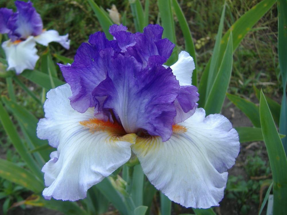 Photo of Tall Bearded Iris (Iris 'Mountain Halo') uploaded by tveguy3