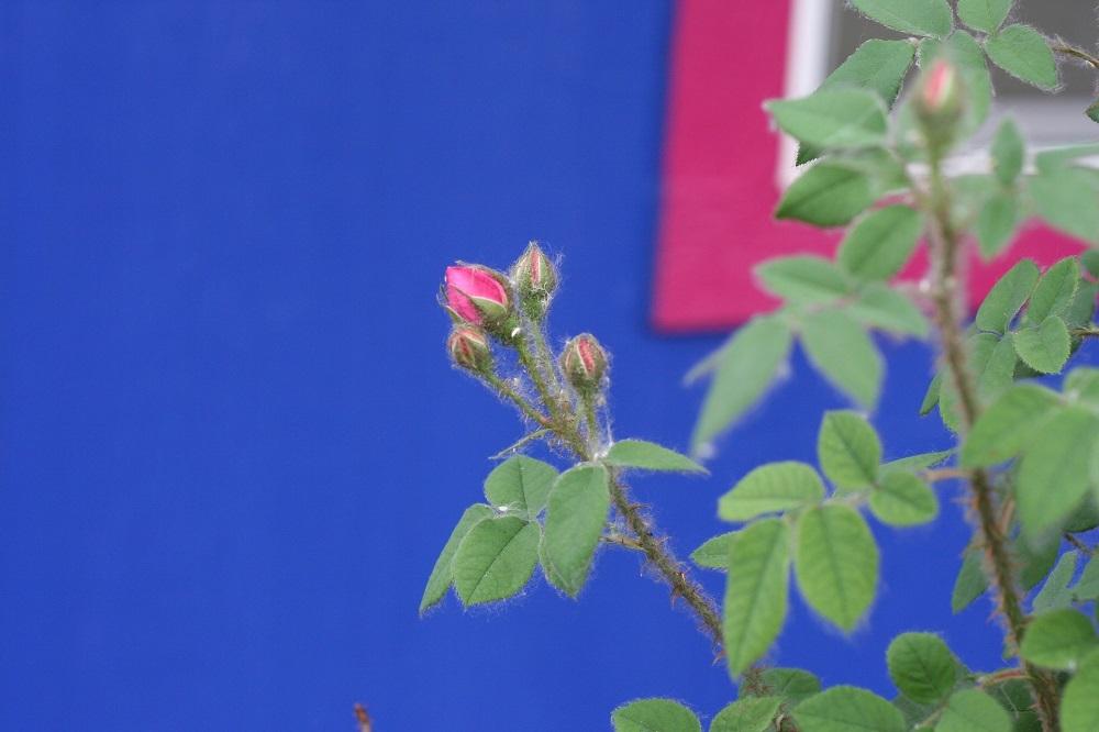 Photo of Gallica Rose (Rosa 'Charles de Mills') uploaded by Skiekitty