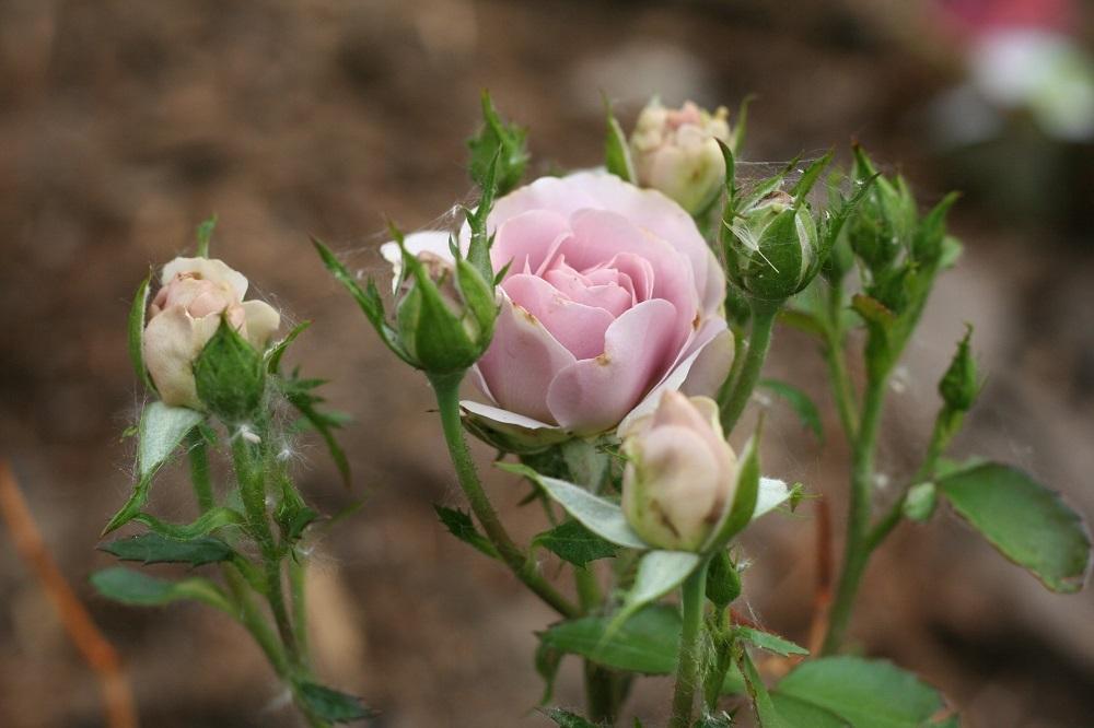 Photo of Rose (Rosa 'Silver Cloud') uploaded by Skiekitty