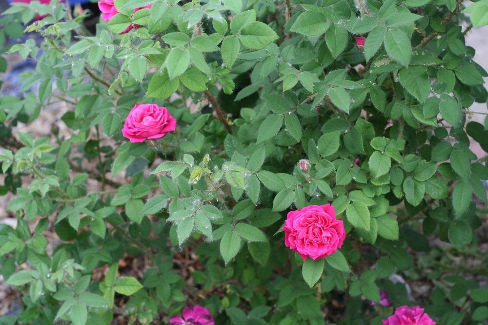 Photo of Gallica Rose (Rosa 'Charles de Mills') uploaded by Skiekitty