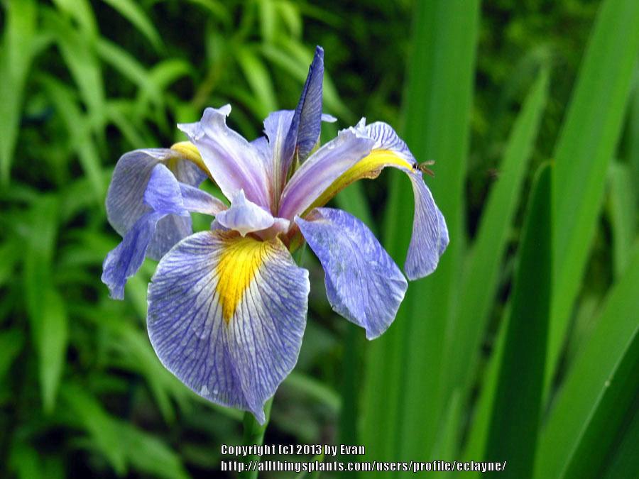 Photo of Species X Iris (Iris 'Cast Ashore') uploaded by eclayne