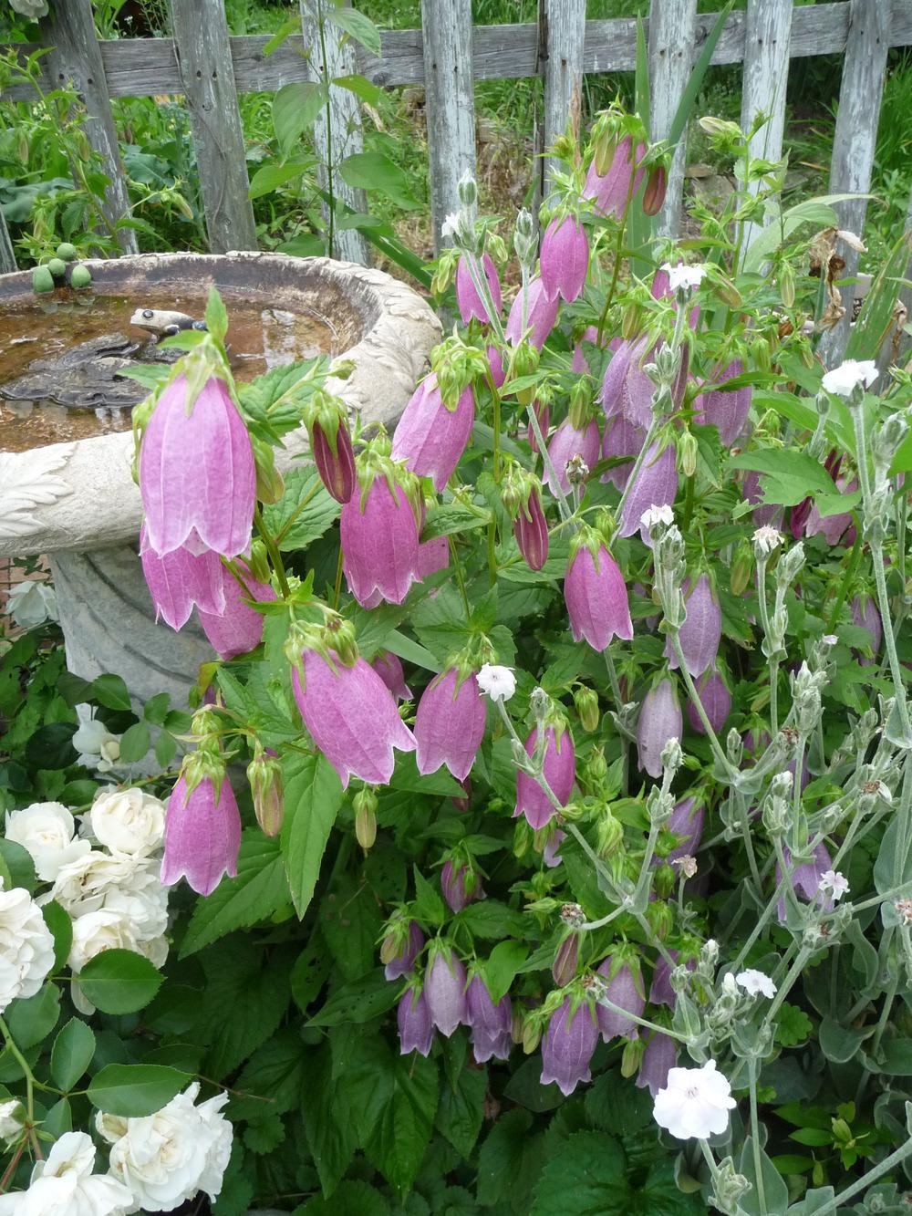 Photo of Bellflowers (Campanula) uploaded by gardengus