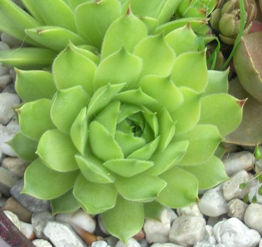 Photo of Hen-and-Chickens (Sempervivum calcareum 'Limelight') uploaded by hellenig