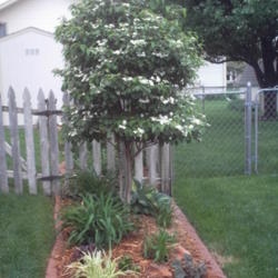 Location: La Vista, Nebraska
Date: 2013-05-28
Summer Snowflake Viburnum trimmed to tree form.