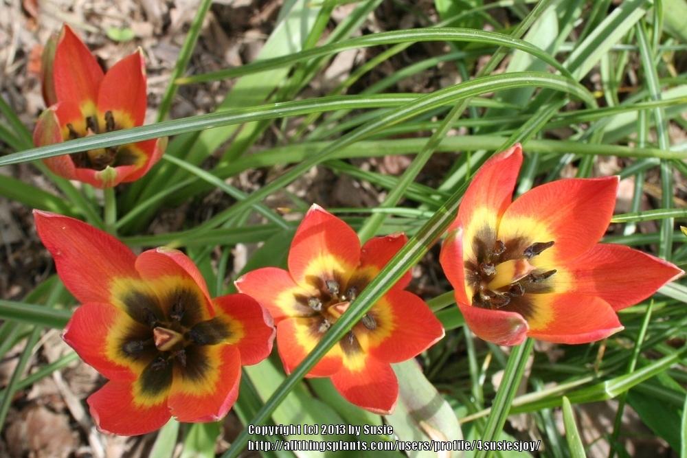 Photo of Species Hybrid Tulip (Tulipa 'Little Princess') uploaded by 4susiesjoy