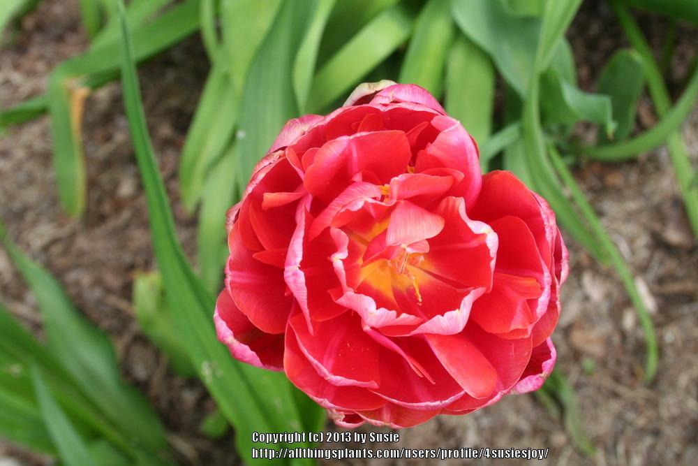 Photo of Double Late Tulip (Tulipa 'Miranda') uploaded by 4susiesjoy