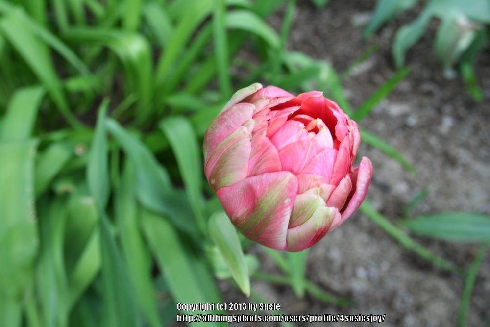 Photo of Double Late Tulip (Tulipa 'Miranda') uploaded by 4susiesjoy