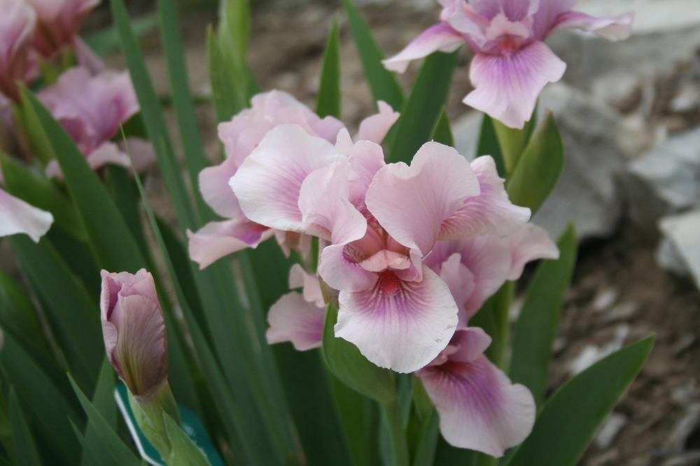 Photo of Intermediate Bearded Iris (Iris 'Raspberry Blush') uploaded by KentPfeiffer