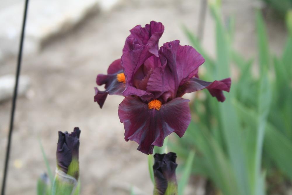 Photo of Intermediate Bearded Iris (Iris 'Ruby Slippers') uploaded by KentPfeiffer