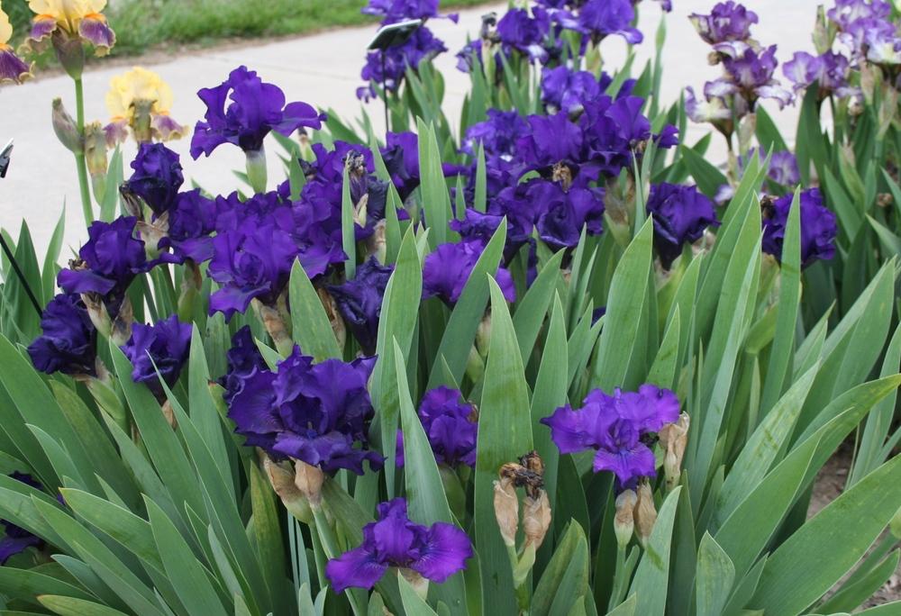 Photo of Intermediate Bearded Iris (Iris 'Midsummer Night's Dream') uploaded by KentPfeiffer
