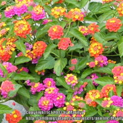 Location: My garden in Kentucky
Date: 2008-06-21
Firewagon growing with a pink flowered Lantana.