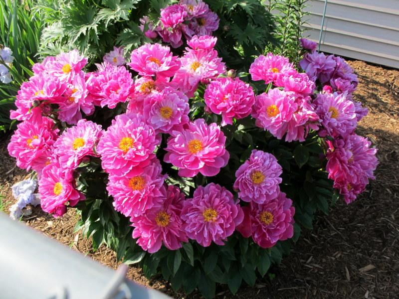 Photo of Peony (Paeonia lactiflora 'Nice Gal') uploaded by goldfinch4
