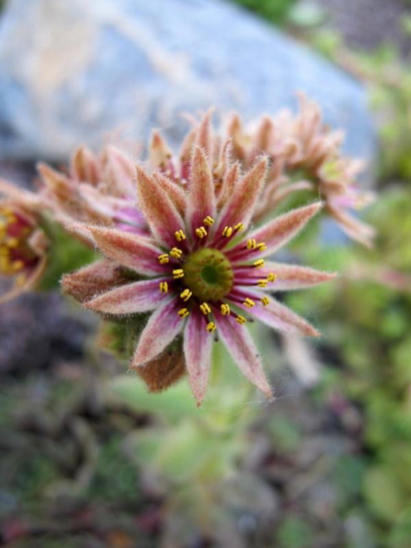 Photo of Hen and Chicks (Sempervivum 'Exorna') uploaded by goldfinch4